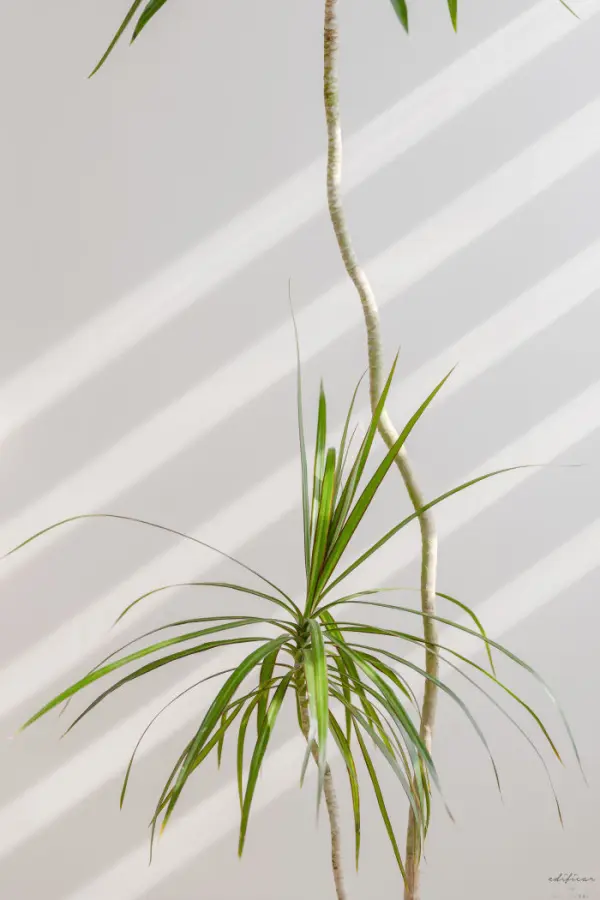 자연광과 식물이 어우러진 미니멀 오피스 디테일